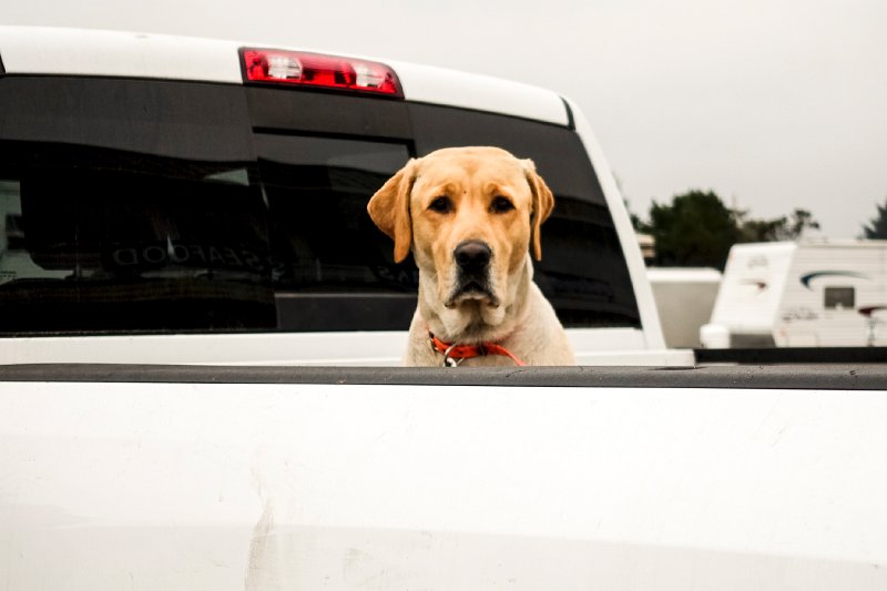 20150823_114144 RX100M4.jpg - Dog in back of truck